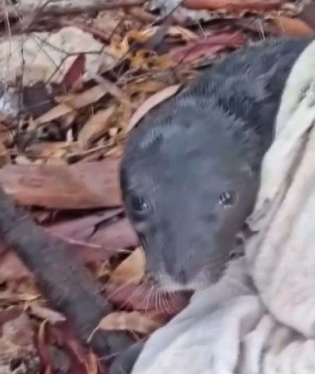 Marmaris’te Karaya Vuran Yavru Akdeniz Foku Koruma Altında 4